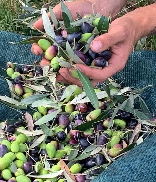 Chilli & Garlic Infused- Extra Virgin Olive Oil