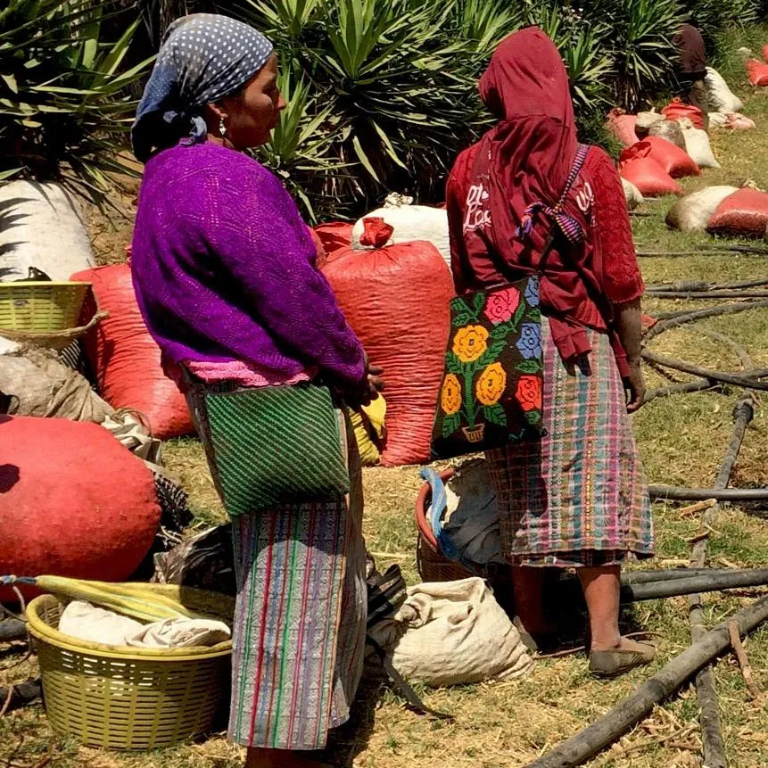 Finca la Nueva Montana Natural Red Catuaí - Fraijanes