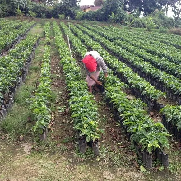 Finca la Nueva Montana Natural Red Catuaí - Fraijanes