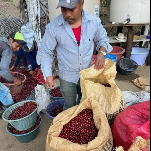 Mariano Cardona 36h fermentation lot - Canalaj, Huehuetenango